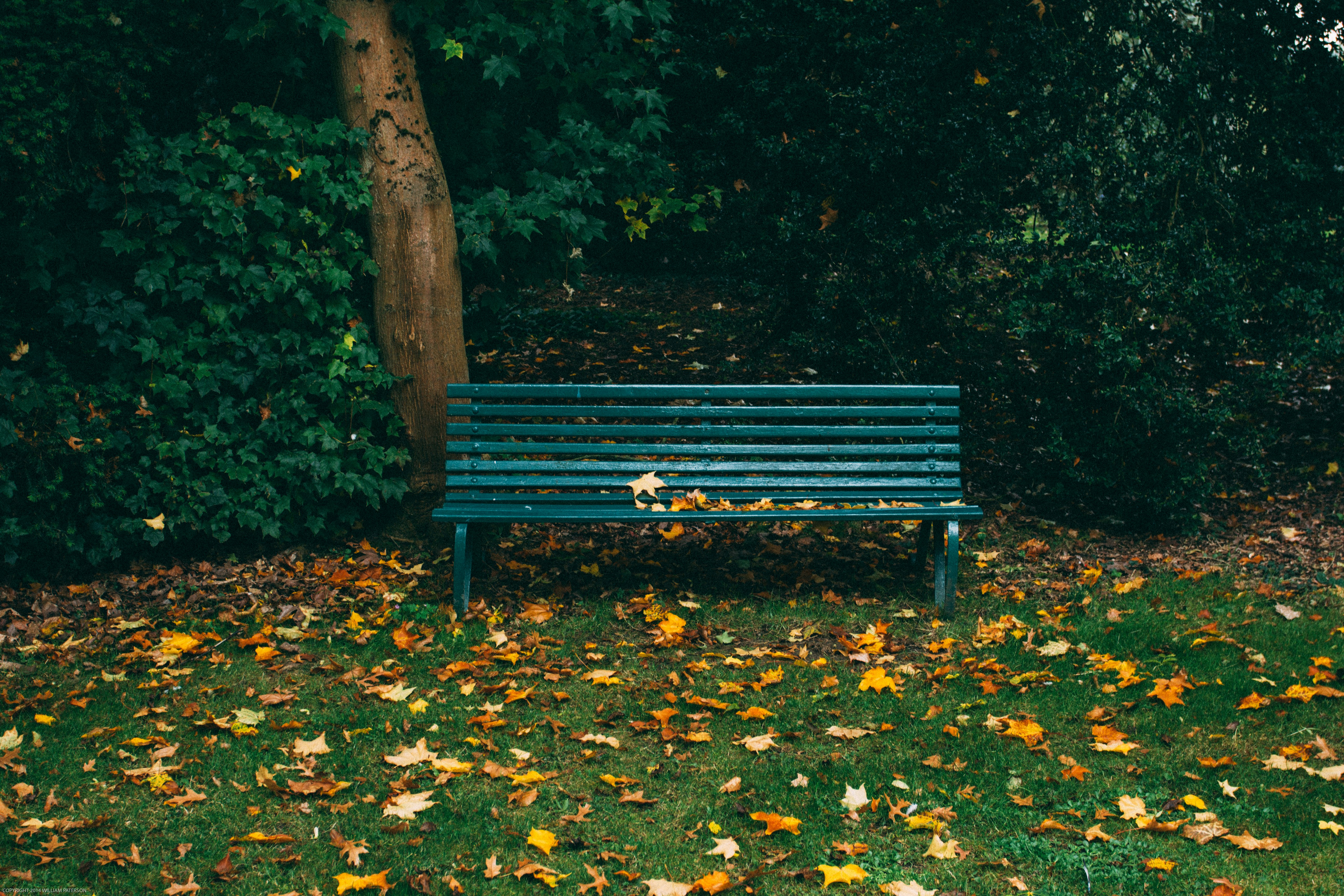 green wooden bench and autumn leaves on grass covered field near trees during day